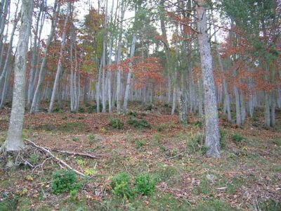 Tardor de2003. 4/11/2006
