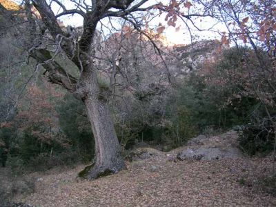 Serra del Verd. 27/01/2007

