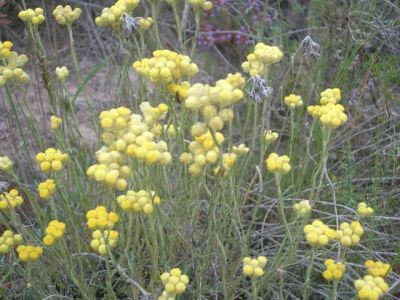 Fotos de la Muntanya de Sal de Cardona. Muntanya de residus salins amb xemeneies. Flora i formacions argiloses dels voltants de la Vall Salina. 15/062006
