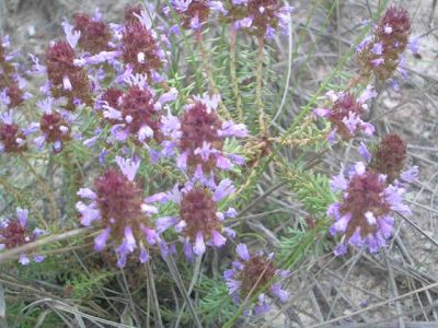 Fotos de la Muntanya de Sal de Cardona. Muntanya de residus salins amb xemeneies. Flora i formacions argiloses dels voltants de la Vall Salina. 15/062006

