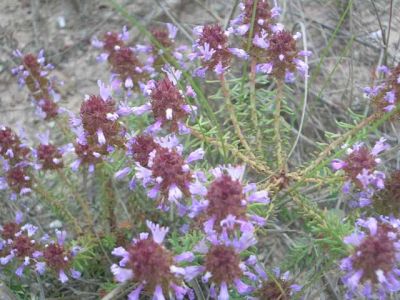 Fotos de la Muntanya de Sal de Cardona. Muntanya de residus salins amb xemeneies. Flora i formacions argiloses dels voltants de la Vall Salina. 15/062006
