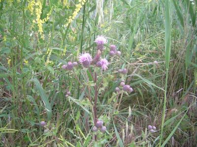 Fotos de la Muntanya de Sal de Cardona. Muntanya de residus salins amb xemeneies. Flora i formacions argiloses dels voltants de la Vall Salina. 15/062006
