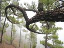 La_Palma_319.jpg