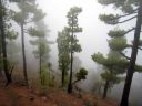 La_Palma_320.jpg